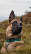 Belgian Malinois with blue necklace and ferns on the back.