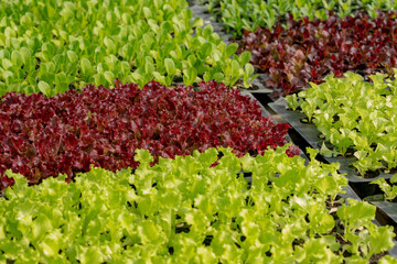 Wall Mural - Selective focus leaves of green and red oak lettuce in the garden, Lactuca scariola is a species of the genus Asteraceae of the family, Edible vegetable in the organic farm.