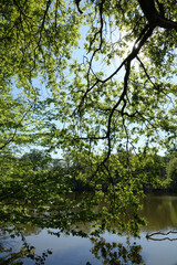 Wall Mural - Maunzenweiher bei Frankfurt