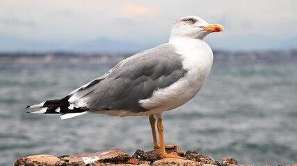 Wall Mural - Close view of a seagull staying on a rock, sea on the background