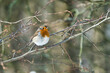 single robin at a sunny and cold winterday on a tree