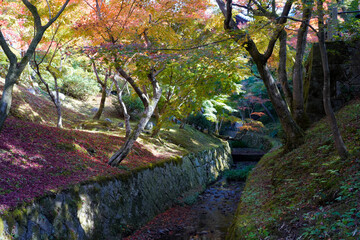 Wall Mural - Close up maple trees branch  change color to red along canal in garden with green moss on ground in autumn season in Japan.