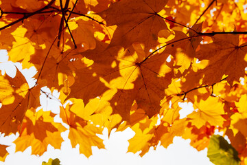 Wall Mural - Yellow-orange maple leaves in the crown of a tree, view from below. Autumn maple leaves.