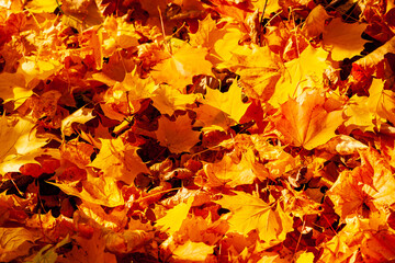 Wall Mural - Autumn maple leaves.