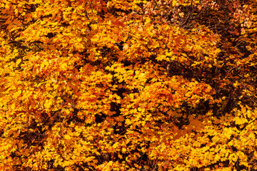 Wall Mural - Autumn maple leaves. Autumn crown of maple, richly covered with yellow-orange foliage.