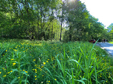 Long Grass, And Wild Yellow Flowers On, Goit Stock Lane, Bingley, UK Derek Oldfield By Derek Oldfield