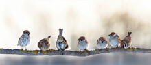 Flock Of Funny Little Birds Sparrows Are Sitting On A Branch In The Garden And Chirping