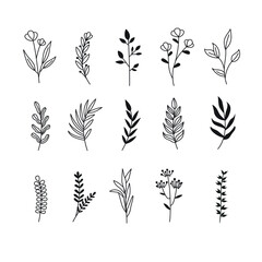 Wall Mural - collection vector hand drawn floral decorative elements vector design