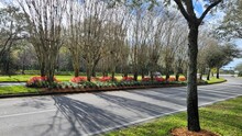 Avalon Park Florida, Avenue Median With Flowers And Grass. Photo Image