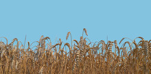 Banner With Beautiful Farm Landscape Of Wheat Crops In Late Summer With Deep Blue Sky At Sunny Day With Copy Space. Concept Of Food And Agriculture.