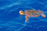 Fototapeta Tęcza - Hawkbill sea turtle Atlantic Ocean