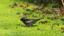 Blackbird With A Yellow Beak