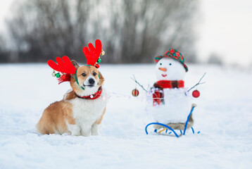 Sticker - funny portrait of a charming corgi dog carries a snowman on a sleigh in a winter park