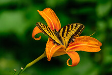 Orange Butterfly On A Flower