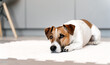 Portrait dog jack russell lies on the floor at home sad waiting. Copyspace