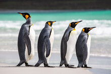 A Waddle Of King Penguins At Volunteer Point, Falkland Islands, Deciding Whether Or Not To Go For A Swim