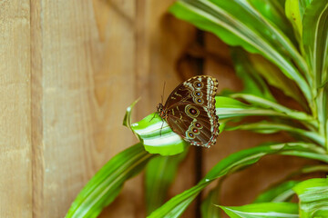 Wall Mural - Big colorful butterfly sitting on a green plant