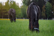Friesian horse grazing in the meadow