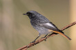 Male black redstart - Phoenicurus ochruros
