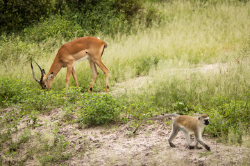 Wall Mural - Monkey together with impala during safari in National Park of Tarangire, Tanzania.