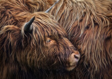 Closeup Of A Scottish Highland Cattle ( Hairy Cow )