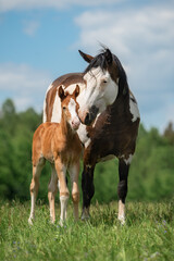 Wall Mural - Paint horse mare with a foal in the field in summer