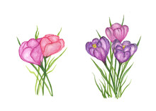 Set Of Spring Flowers. Purple And Pink Crocuses Isolated On White Background. Watercolor Hand Drawn Illustration. For The Design Of Postcards, Banners.