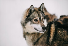 Close-up Portrait Of A Husky In Winter. The Dog Is Man's Best Friend. Working Dog. Protection, Care, Work. High Quality Photo