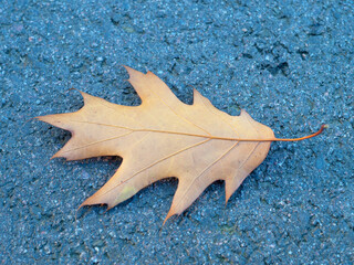 Wall Mural - an orange leaf is lying on the asphalt.