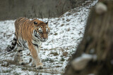 Fototapeta  - tiger in zoo