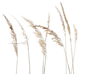 Wall Mural - Dry yellow common bulrush reeds isolated on white background and texture, clipping path