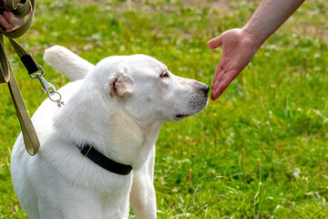 Wall Mural - The man boldly reaches out to the dog breed alabai