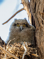 Wall Mural - Spotted Eagle Owl chick in the Kgalagadi