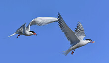 Common Terns Interacting In Flight. Adult Common Terns In Flight On The Blue Sky Background. Scientific Name: Sterna Hirundo. Ladoga Lake. Russia.