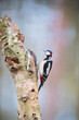 Great woodpecker on tree trunk