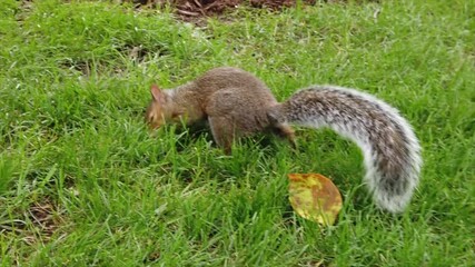 Wall Mural - Squirrel with brown fur on a green lawn. Slow motion