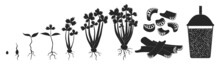 Celery Growth Vector Black Icon. Isolated Black Set Icon Stages Growing Celeriac.Vector Illustration Celery Growth On White Background .