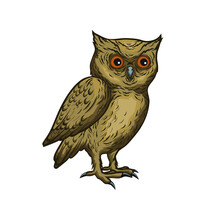 Vector Illustration Of An Owl
