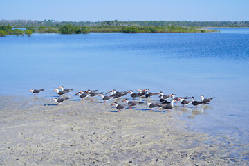 Wall Mural - Alfred A McKethan Pine Island Park in Hernando County of Florida