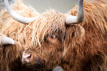 Close-up Of A Brown Highland Cattle With Long Horns From Scotland.