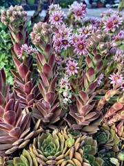 Wall Mural - pink flowers resembling cactus flowers 