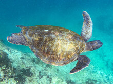 Green Sea Turtle Swimming Underwater In Tagus Cove, Off The Shoreline Of Isabela Island, Galapagos