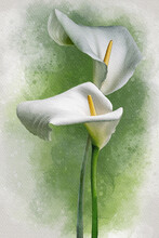 Two White Calla Lily Flowers On A Green Background. Botanical Watercolor Illustration.