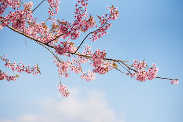 Wall Mural - Wild Himalayan Cherry Blossom on tree, beautiful pink sakura flower at winter landscape tree with blue sky