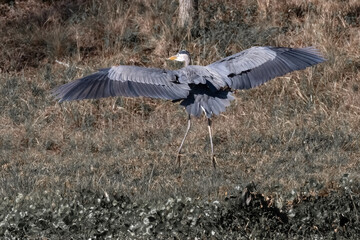 Wall Mural - Great Blue Heron
