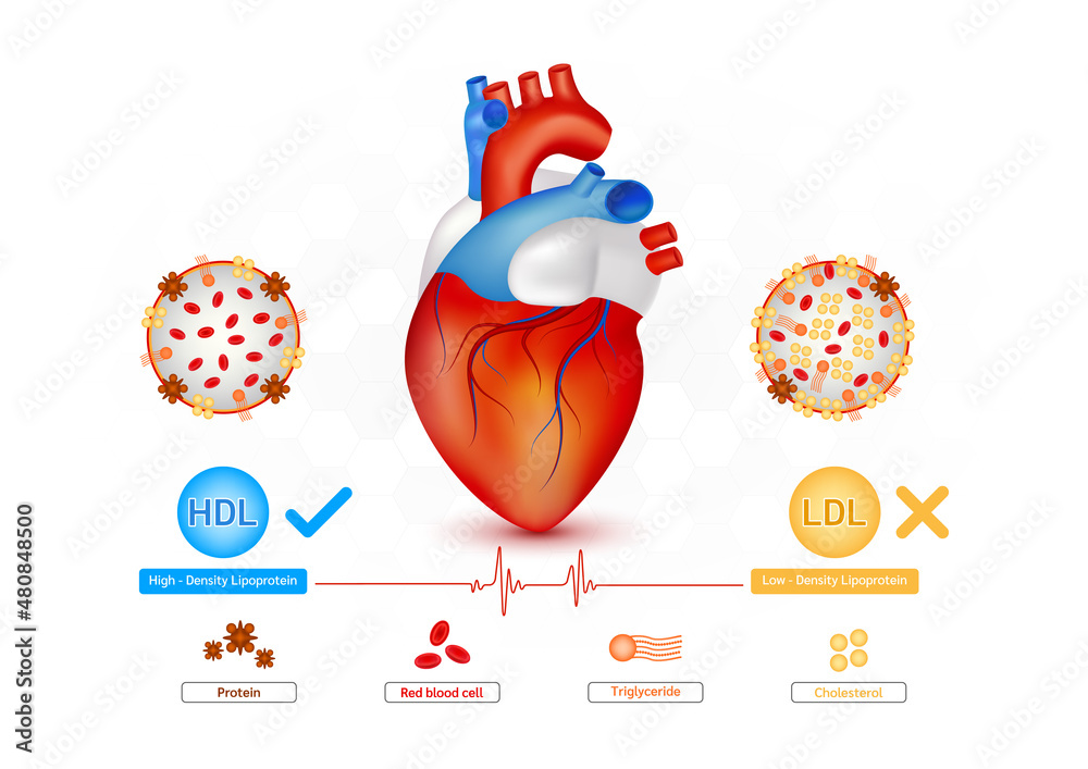 Medical blood test cholesterol in human heart. cholesterol meter scale ...