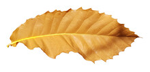 Chestnut Leaf Dry Isolated Autumn Season Background