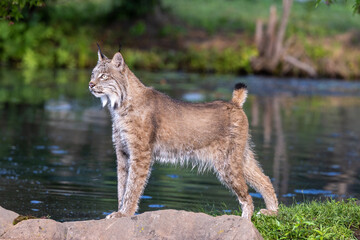 lynx on the rock