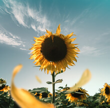SUNFLOWER PLANT IN PATCH BENEATH BLUE SKY