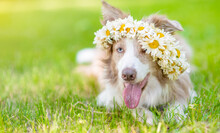 Happy Border Collie Dog Wearing Wreath Of Chamomile Lying On Green Summer Grass